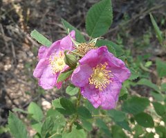 rosa californica